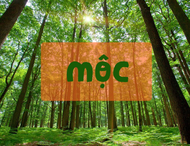 Mệnh Mộc nên đeo trang sức gì? Cách chọn trang sức phong thủy mang lại may mắn